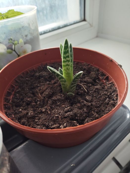 Зефирантес(подснежник), абутилон