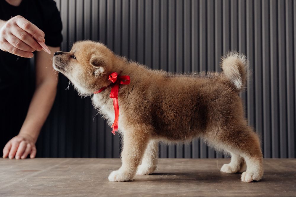 Щенки Акита Ину (хатико)