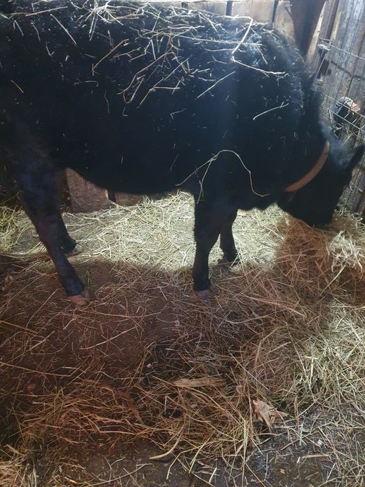 Vând juncă angus de 9luni