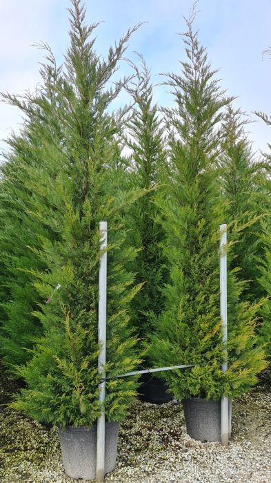 Leylandy toate dimensiunile calitate extra