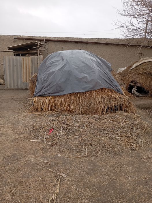 Мол авкоти ут хашак