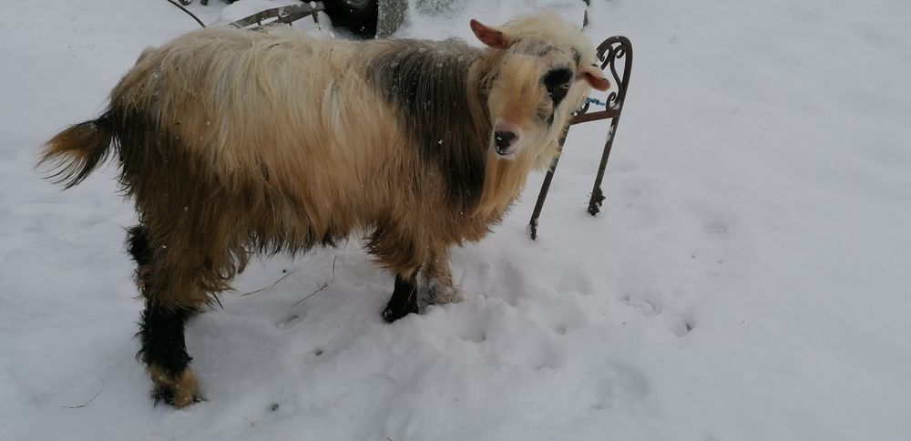 Vind țap de prasila