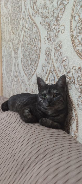 Котята породистые