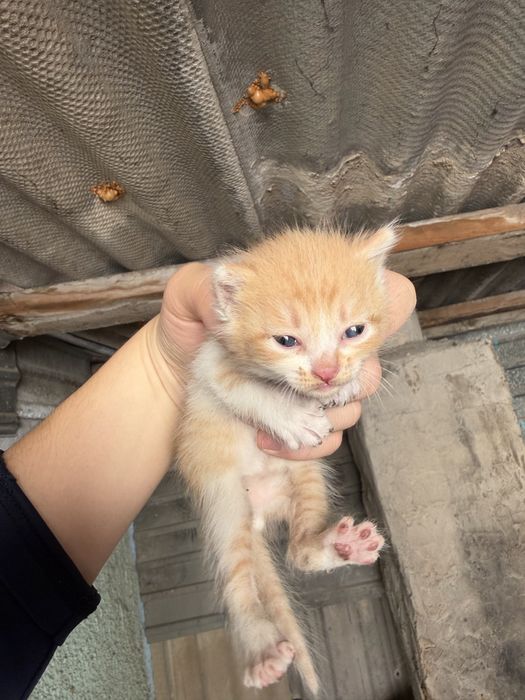 Отдам в добрые руки