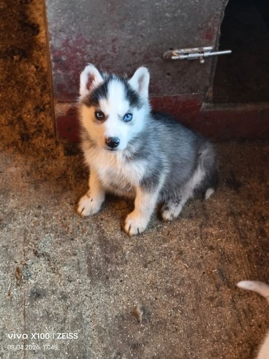 Щенки сибирской хаски.