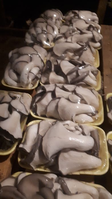 Грибные блоки вешенки