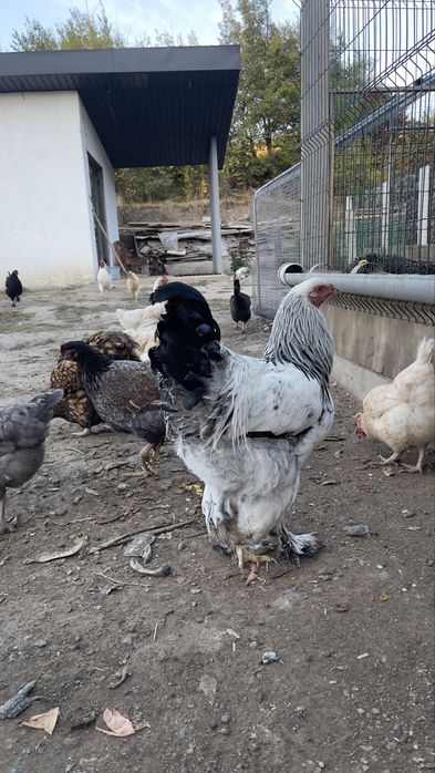 Продам цыплят 3-4месца, Брамы, Виандот