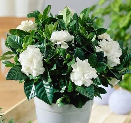 Гарденията (Gardenia jasminoides)