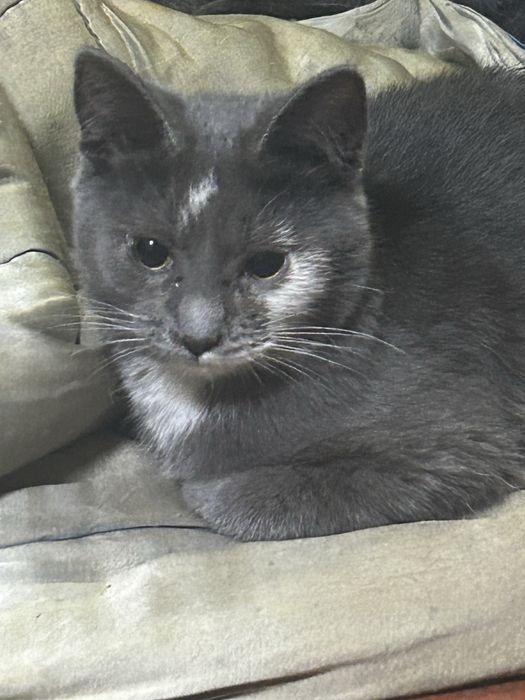 Отдам котят бесплатно