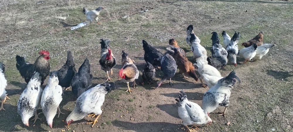 Қораздар сатылады