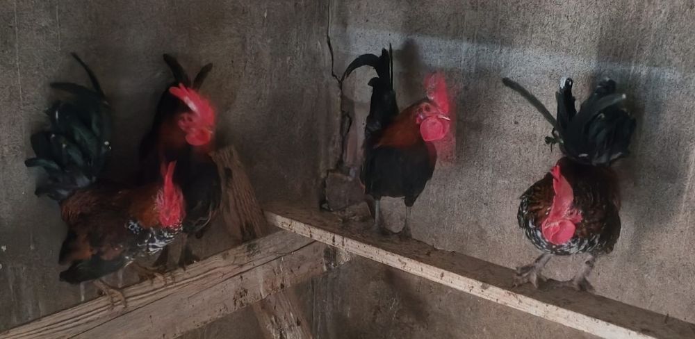 Vând cocoși americani Bucata