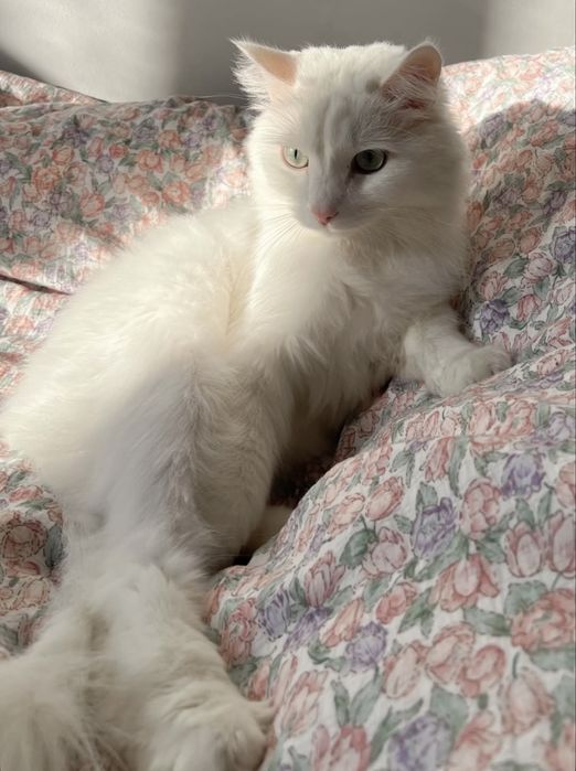 Отдам кота БЕСПЛАТНО