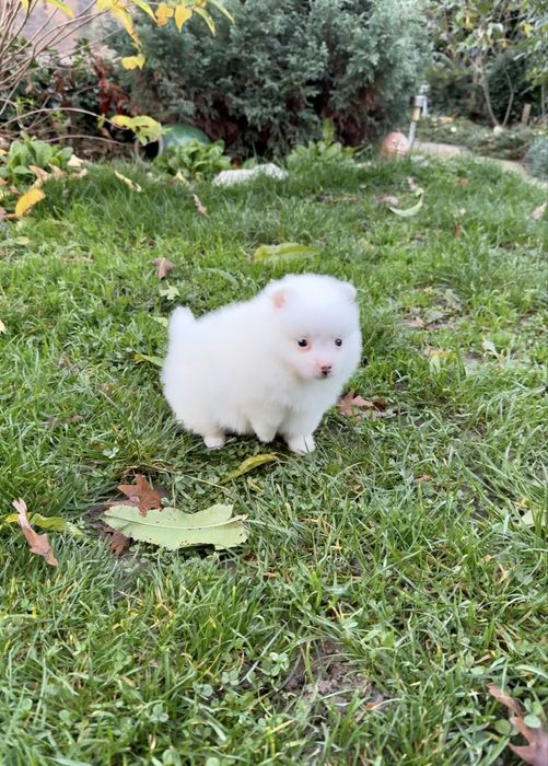 Померан мини момче. Померанче