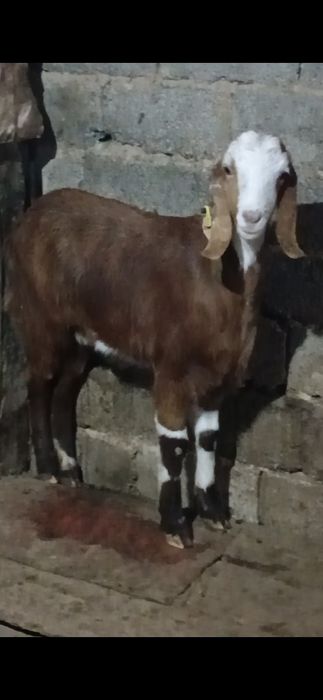 Коза битал пародалы буаз шібіші сатылады