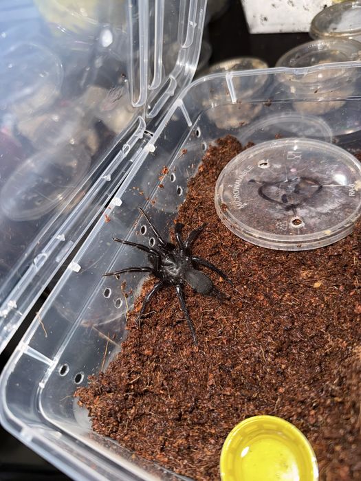 Воронковый паук ПАРА Macrothele raveni