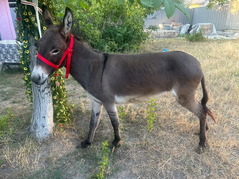 Продаются молодые ослицы