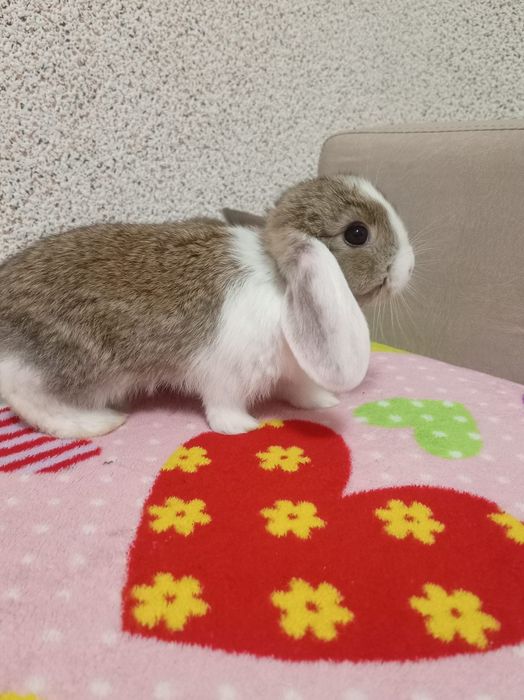 Iepuri pitici urgent