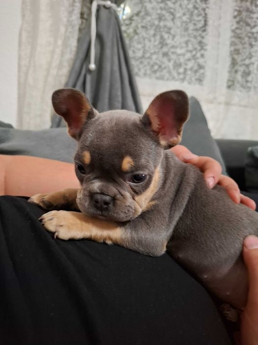 Продавам френски булдог