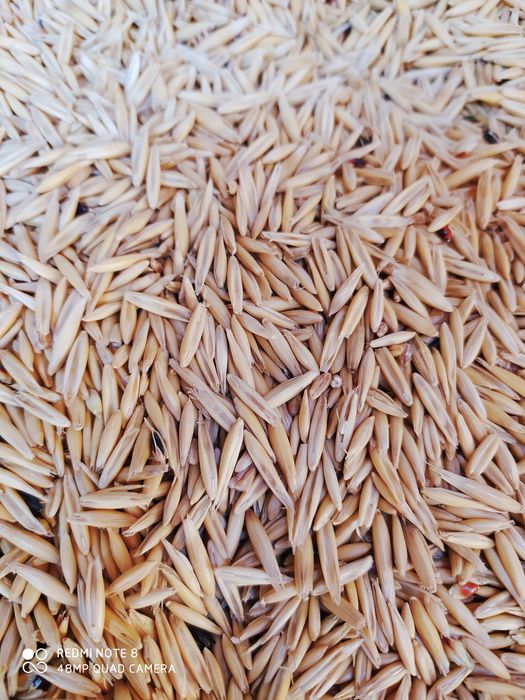 Корма для попугаев