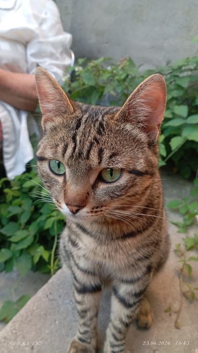 Молодой котик БЕСПЛАТНО