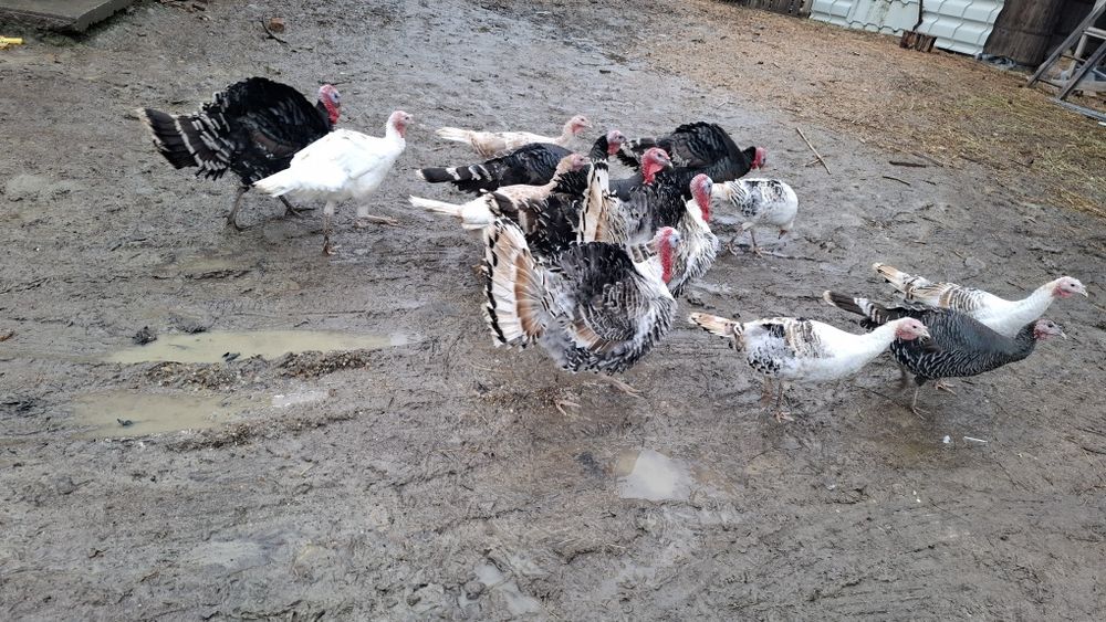 4 curcani din primavara