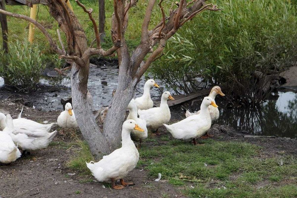 Pekin o'rdaklari sotiladi.