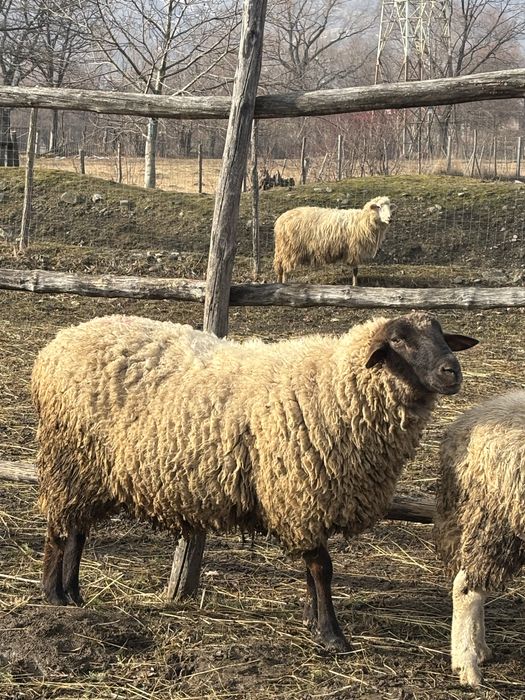 Vand berbec de 2 ani