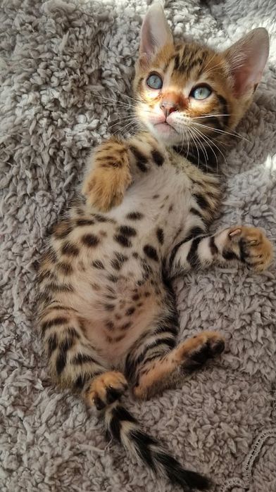 Бенгалско   коте