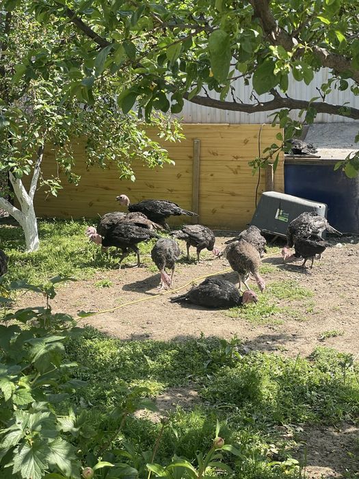 Индюшата 2.5 месячные