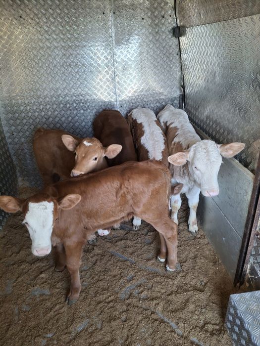 Vând 4 vitele și 1 tauras