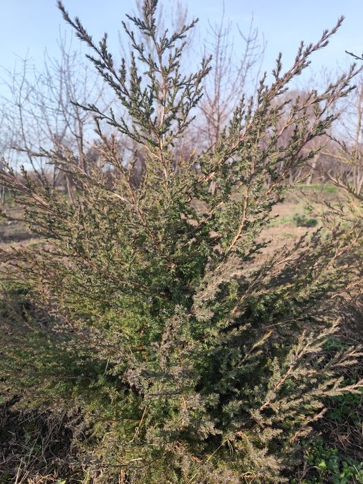 Туи,высота от 1 м до 1,6м