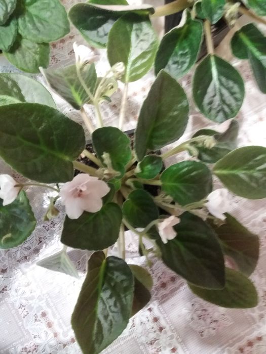 Комнатные цветы фиалки герань