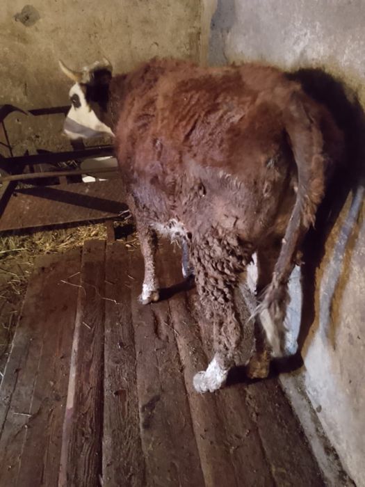 Продам тёлку 2 года