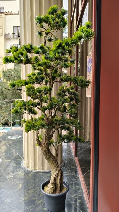 bonsai japonez ' Casa si gradina ' OLX.ro