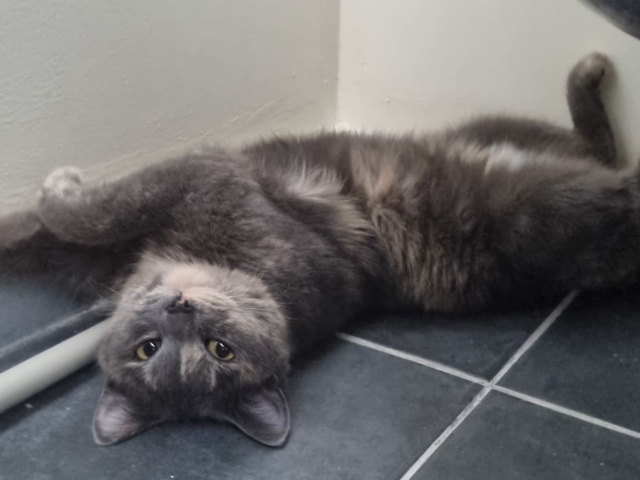 Кошечка в добрые ручки