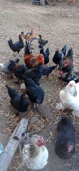 Әтеш / Қораз / Петух