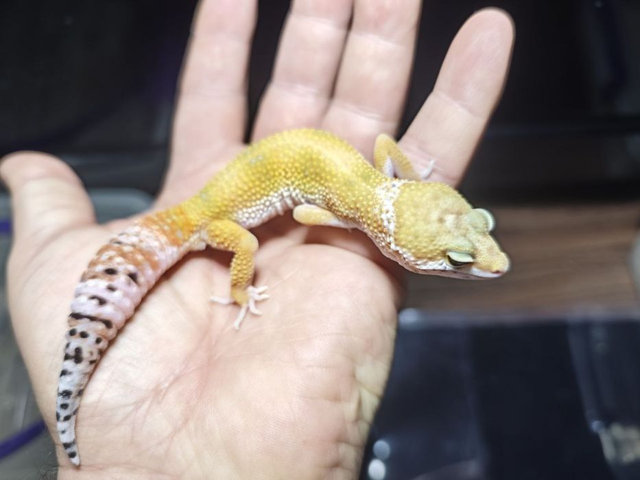 Эублефар, Танжерин