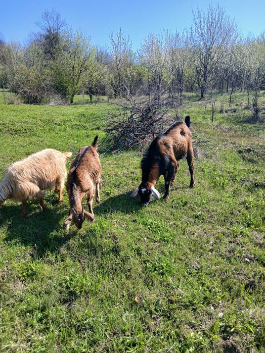Capre, iezi și țap anglo-nubian....