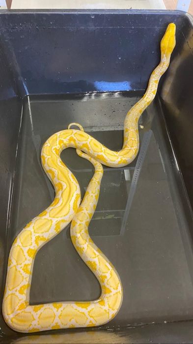 Сетчатый питон самец