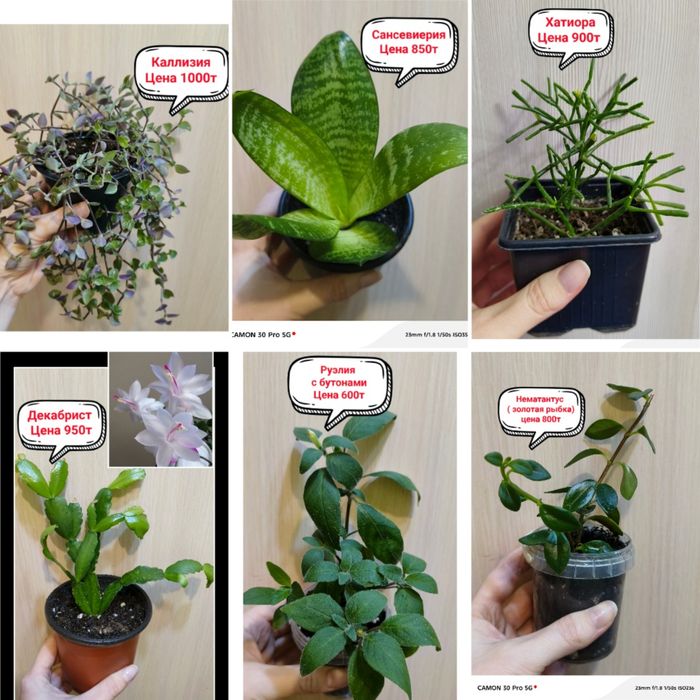 Продам комнатные цветы!