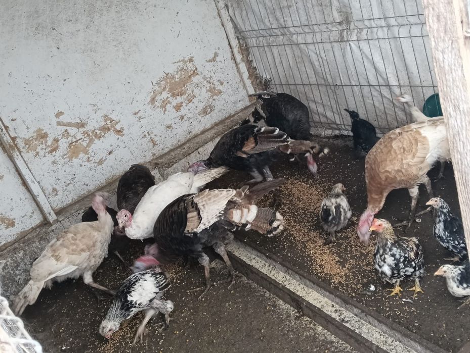 Vând curci de țară