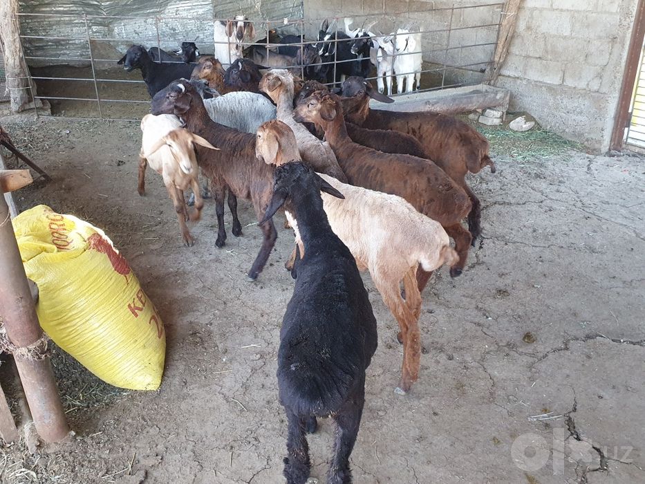 Sotiladi moda erkak aralash qazoqi duragay