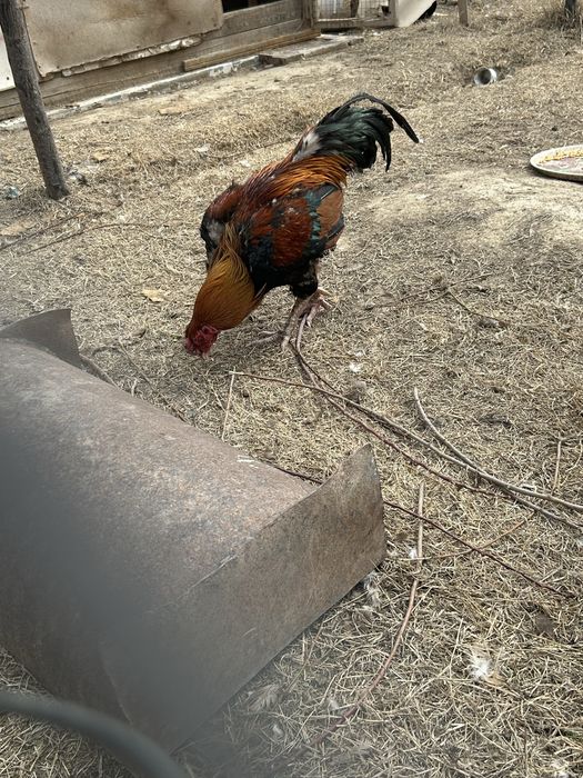 Қораздар сатылады