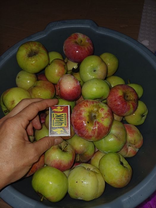 Продам яблоки домашние Апорт