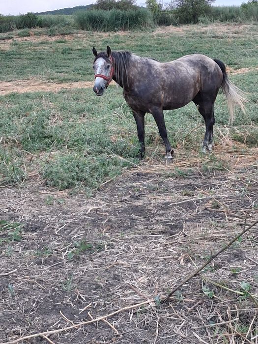 Manza de 3 ani jumate 170 inaltime de vanzare