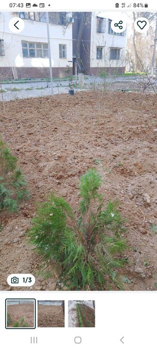 УБОРКА Территории. Садовник. Копать земли, стрижка деревья выравнивани