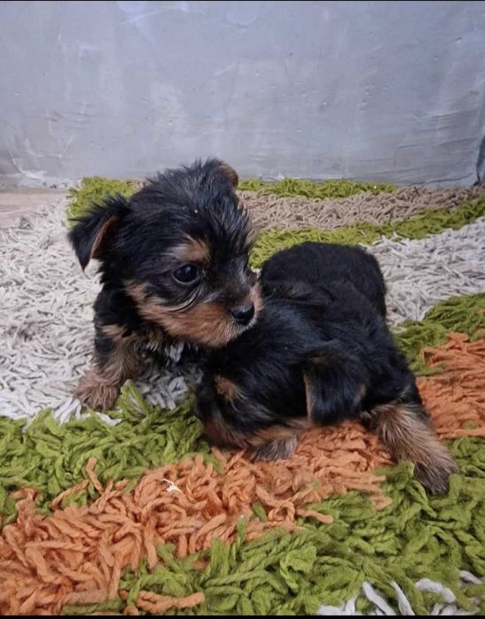 Мини йоркширски териер