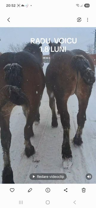 Vând doi manji castrati