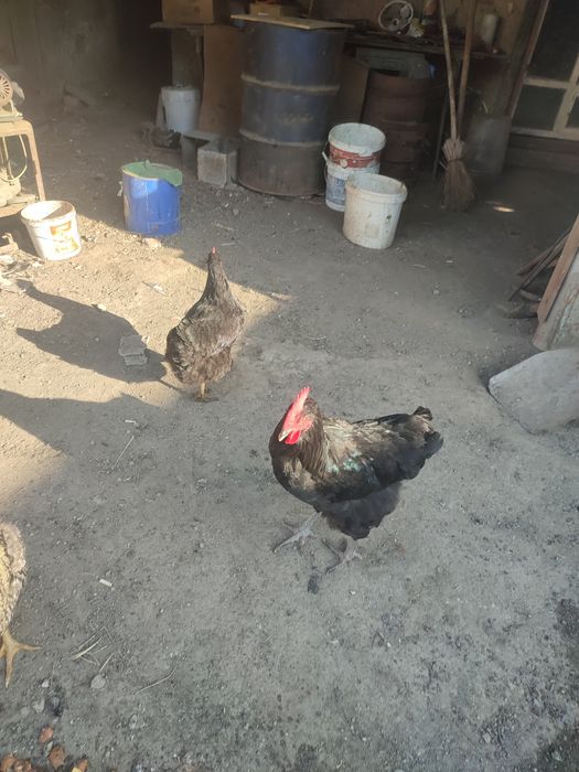 Пара куреей рябый и черный