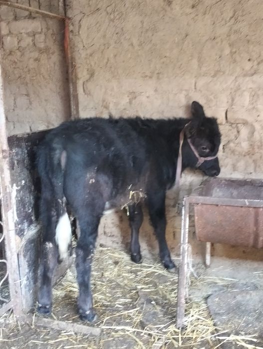 cементал бузок сотлади